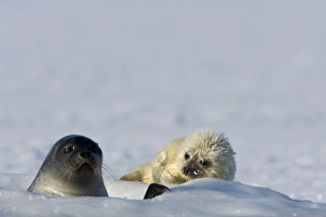 Ringed seal (Phoca hispida) with pup, Billefjord, Svalbard, Spitzbergen