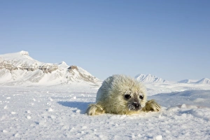 Ringed seal (Phoca hispida) pup, Billefjord, Svalbard, Spitzbergen, Arctic