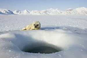 Images Dated 2nd April 2008: Ringed seal (Phoca hispida) pup, Billefjord, Svalbard, Spitzbergen, Arctic