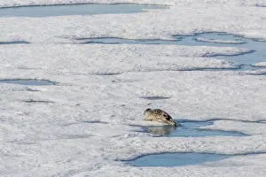 Storfjorden Prints: A ringed seal (Pusa hispida) near its breathing hole in Storfjorden