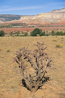 Images Dated 18th January 2000: Rio Arriba County