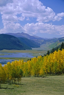 Autumnal Leaves Prints: Rio Grande National Forest