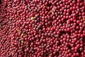 Ripe coffee beans, Recuca Coffee Plantation, near Armenia, Colombia, South America