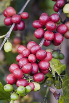 Hawaii Prints: Ripe coffee berries