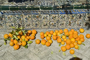 Alcazar Prints: Ripe oranges removed from trees in the gardens of the Real Alcazar