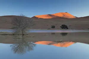 Sossusvlei Prints: Rising sun catching the summit of towering orange sand dunes with reflections in the flooded pan of Sossusvlei caused