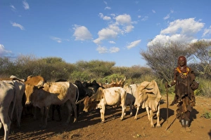 Tribe Prints: Ritual dancing round cows and bulls before the initiate jumps