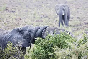Uganda Prints: Ritual greeting of African elephant (Loxodonta africana), Queen Elizabeth National Park