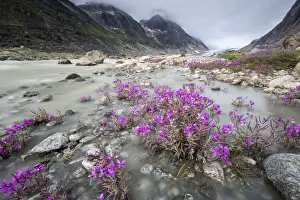 River beauties (dwarf fireweed) line the edge of a melt-water river from Igdlorssuit