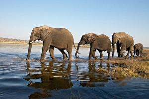 Elephants Prints: River Chobe wildlife, elephants, Botswana
