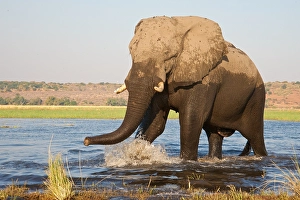 Savanna Prints: River Chobe wildlife, elephants, Botswana