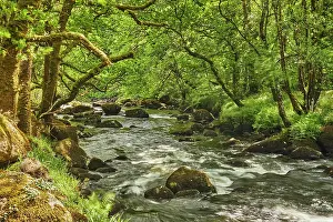 Ripples Prints: River Dart flows through woods