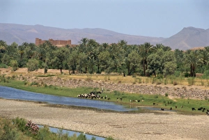Draa Valley Prints: A river in the Draa valley