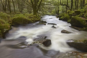 Purity Collection: The River Fowey, flowing through woodland and over Golitha Falls