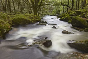 Waterfalls Prints: The River Fowey, flowing through woodland and over Golitha Falls