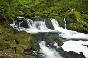 Wood Land Prints: River Fowey at Golitha Falls National Nature Reserve, sessile oak woodland