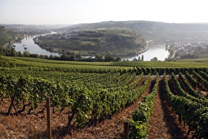 River Mosel and vineyards near Grevenmacher, Mosel Valley, Luxembourg, Europe River Mosel and vineyards near Grevenmacher, Mosel Valley, Luxembourg, Europe