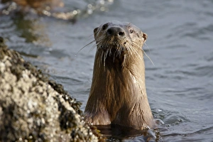 Otter Prints: River otter (Lutra canadensis), near Nanaimo, British Columbia, Canada, North America