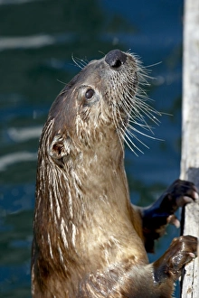 Otter Prints: River otter (Lutra canadensis), near Victoria, British Columbia, Canada, North America