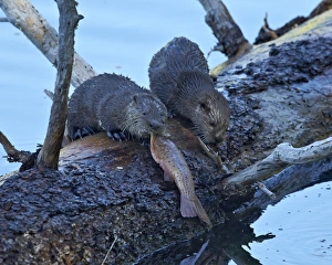 Pups Prints: River Otter (Lutra canadensis) pups