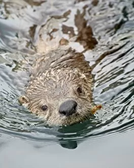 River otter (Lutra canadensis) swimming, near Victoria, British Columbia