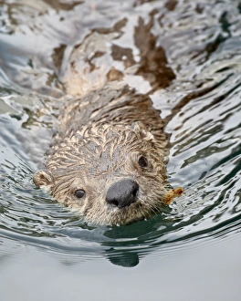 Images Dated 3rd March 2009: River otter (Lutra canadensis) swimming, near Victoria, British Columbia