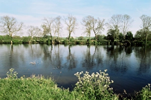 Buckingham Shire Prints: River Thames, Medmenham, Buckinghamshire, England, United Kingdom, Europe