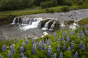 Purple Colour Prints: River and waterfall in Hveragerdi, Reykjanes Peninsula, Iceland, Polar Regions