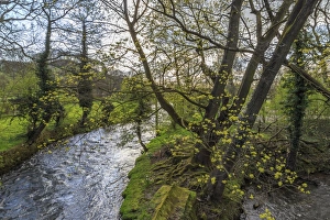 River Wye, trees and Peak Tor in spring, Rowsley, Derbyshire, England, United Kingdom, Europe