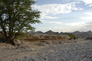 Images Dated 24th December 2008: Riverbed of the Hoanib River, near Sesfontein, Kaokoland, Namibia, Africa