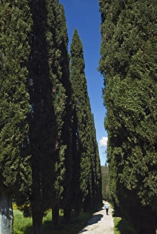 Road to Castello di Romena, Casentino, Arezzo, Tuscany, Italy, Europe