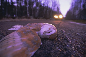 Head Light Prints: Road casualty