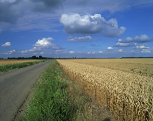 Road beside a corn field on fenland near Peterborough, Cambridgeshire, England