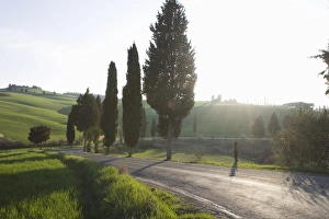 Pienza Prints: Road and cypresses near Pienza