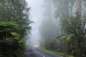 Head Lights Prints: Road and fog, Dandenong Ranges, Victoria, Australia, Pacific