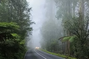Road and fog, Dandenong Ranges, Victoria, Australia, Pacific