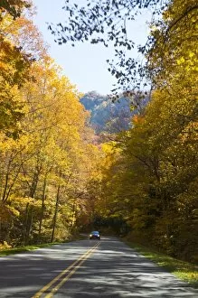 Images Dated 5th November 2008: Road leading through colourful foliage in the Indian summer, Great Smoky Mountains National Park