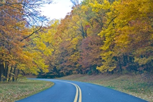 Images Dated 4th November 2008: Road leading through trees with colourful foliage in the Indian summer