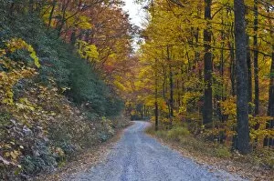 Road leading through trees with colourful foliage in the Indian summer