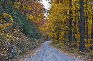 Great Smoky Mountains Prints: Road leading through trees with colourful foliage in the Indian summer
