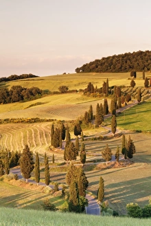 Monticchiello Prints: Road liend with cypresses, Monticchiello