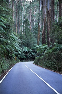 Fern Prints: Road and mountain ash forest, Victoria, Australia, Pacific