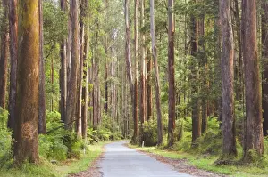Freshness Prints: Road and mountain ash trees, Yarra Ranges National Park, Victoria, Australia, Pacific