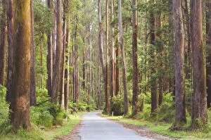 Images Dated 3rd March 2008: Road and mountain ash trees, Yarra Ranges National Park, Victoria, Australia, Pacific
