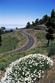 La Palma Prints: Road near Las Moradas, La Palma, Canary Islands, Spain, Europe