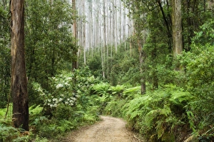 Yarra Ranges Prints: Road through rainforest, Yarra Ranges National Park, Victoria, Australia, Pacific