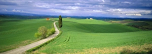 Cypress Tree Prints: Road running through open countryside
