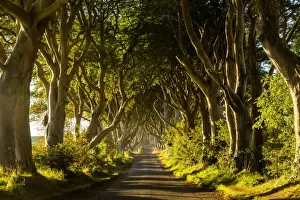 Tunnel Prints: A road runs through the Dark Hedges tree tunnel at sunrise in Northern Ireland