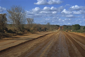 Empty road across Sertao, Bahia Eastern Highlands, Brazil, South America