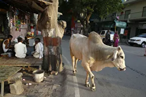 Bos Taurus Prints: Road and sidewalk with cow in Vrindavan, Uttar Pradesh, India, Asia
